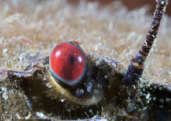 Velvet swimming crab's eye. Menai straits. D200,60mm, 2xT... by Derek Haslam 